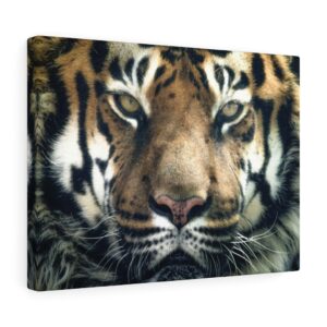 Tiger Canvas Gallery Wraps