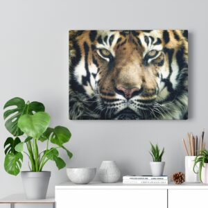 Tiger Canvas Gallery Wraps