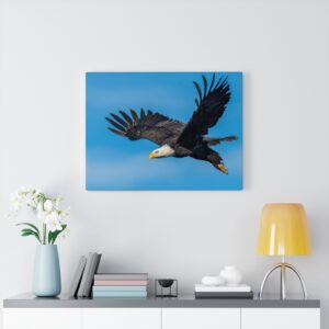 Bald Eagle Flying Canvas Gallery Wraps