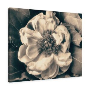 Sepia Flower Canvas Gallery Wraps