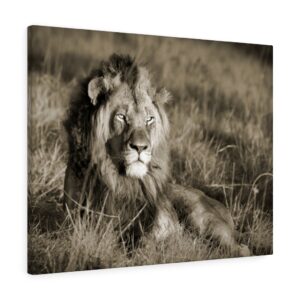 Lion Sepia Wall Art Canvas Gallery Wraps